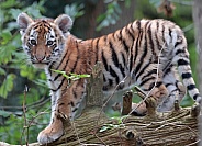 Amur Tiger Cub