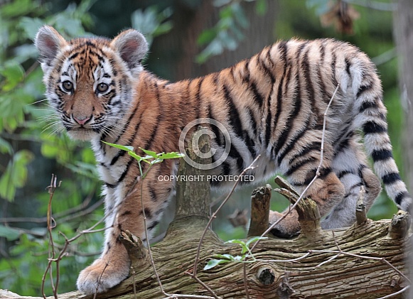 Amur Tiger Cub