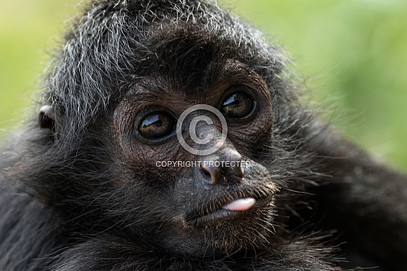 Spider Monkey Sticking Tongue Out