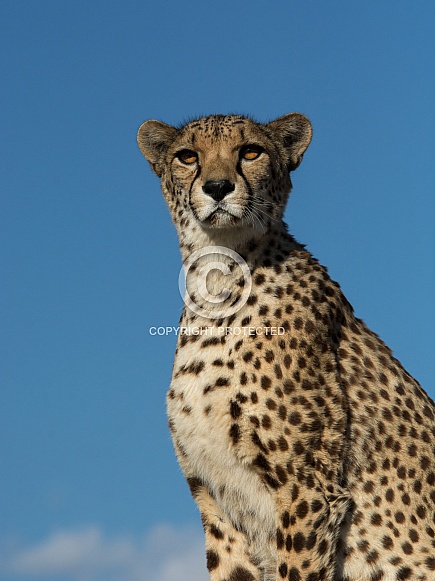 Cheetah