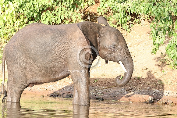 African Elephant African Elephant