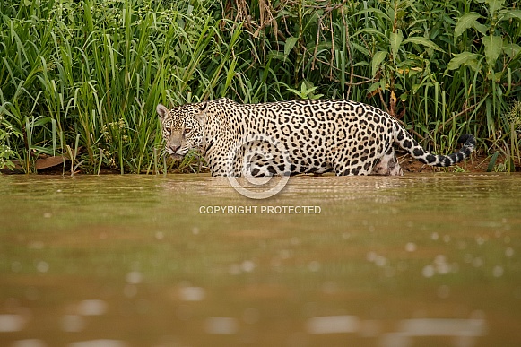 American jaguar in the nature habitat