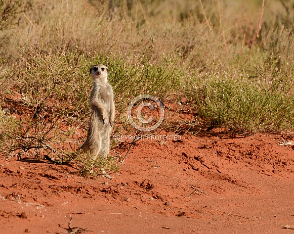 Meerkat in the Wild Meerkat in the Wild