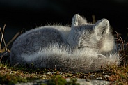 Arctic fox