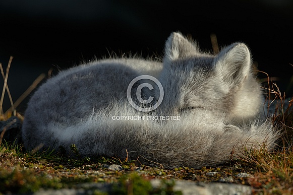 Arctic fox