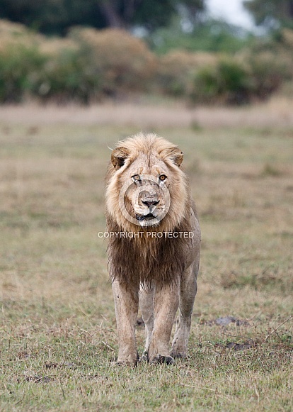 Lion