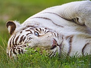 White tiger lying down