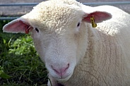 Poll Dorset Sheep