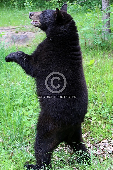 Black Bear