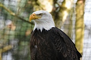 American Sea Eagle