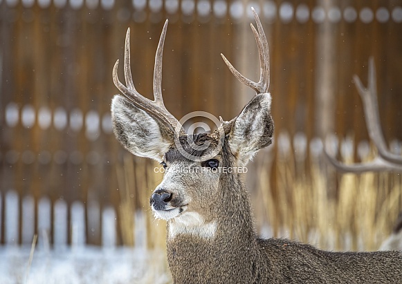 Mule Deer Mule Deer