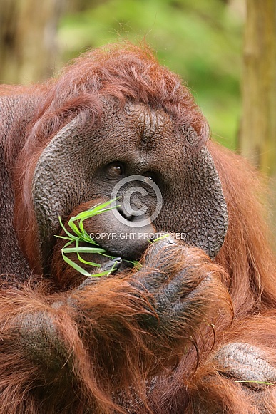 Borneo Orangutan (Pongo Pygmaeus)