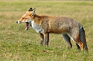 Red fox vulpes