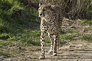 Cheetah Full Body Walking Towards Camera
