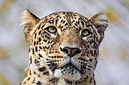 Nice portrait of a leopard