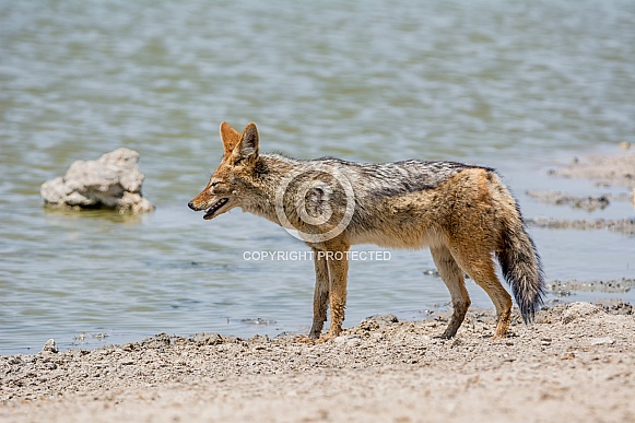 Black-backed Jackal