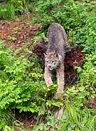 Juvenile Canada Lynx in Montana
