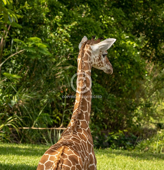 Baby Reticulated Giraffe