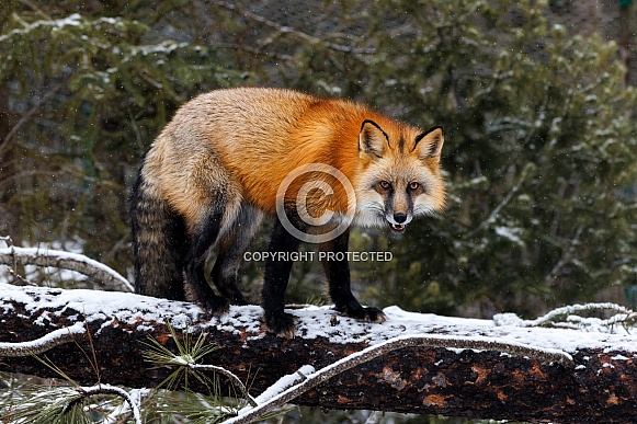 Fox—Red Fox