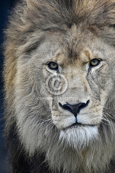 African Lion