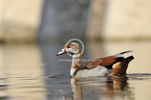 Egyptian goose (Alopochen aegyptiaca) Egyptian goose (Alopochen aegyptiaca)
