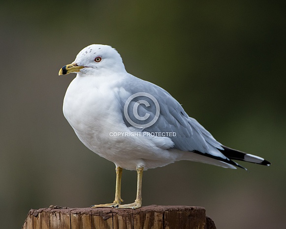 Ring-billed Gull Ring-billed Gull