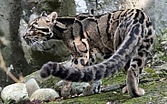 Clouded Leopard