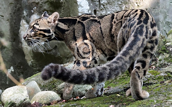 Clouded Leopard