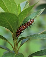 Caterpillar of the Gulf Fritillary Butterfly