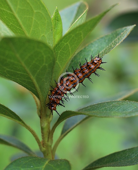 Caterpillar of the Gulf Fritillary Butterfly Caterpillar of the Gulf Fritillary Butterfly