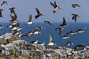 A flock of Puffins take to the air