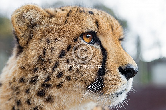 Cheetah Cheetah