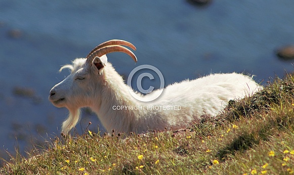 Great Orme Kashmiri Goats Great Orme Kashmiri Goats
