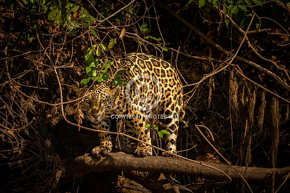 American jaguar in the nature habitat American jaguar in the nature habitat