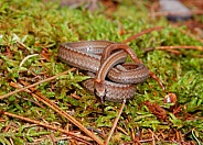 Red-bellied Snake