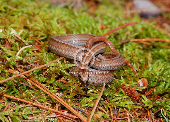 Red-bellied Snake
