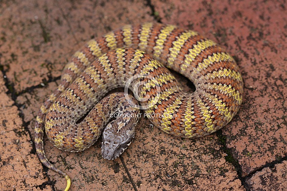 Death Adder Death Adder