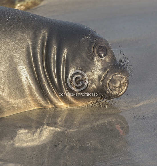 Elephant Seal