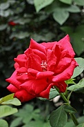 Red Rose