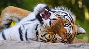 Tiger on the back with open mouth