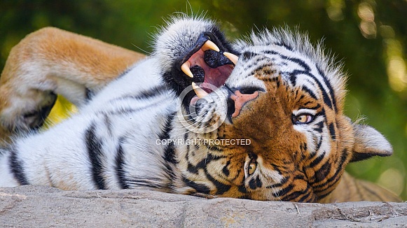 Tiger on the back with open mouth