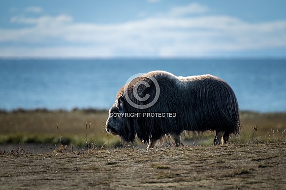Musk ox near the ocean in Nome, AK