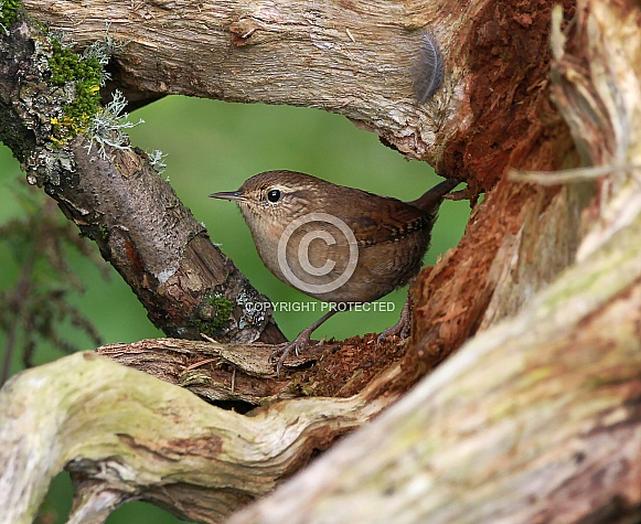 Wren