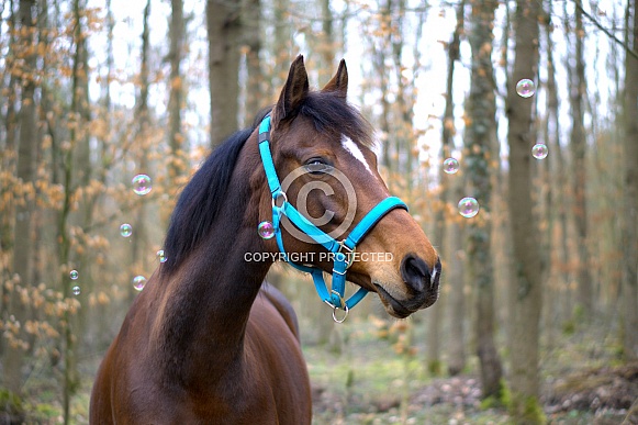 Horse In Forest