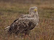 Adult White tailed eagle