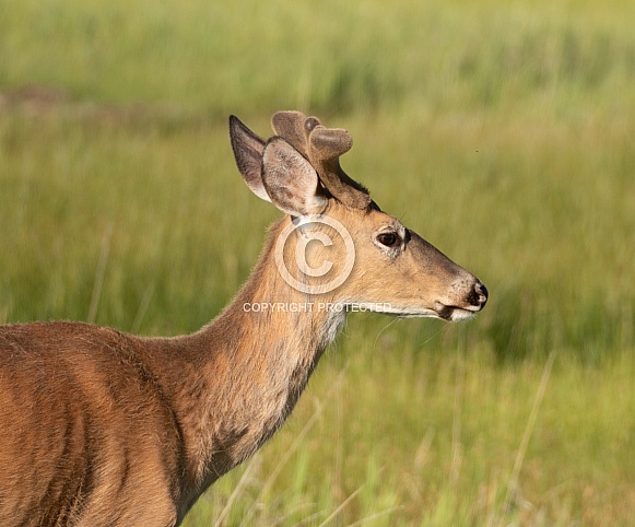 Whitetail Deer, Buck