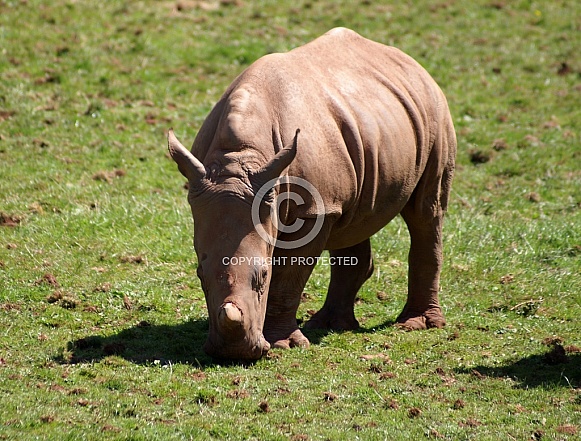 Rhino