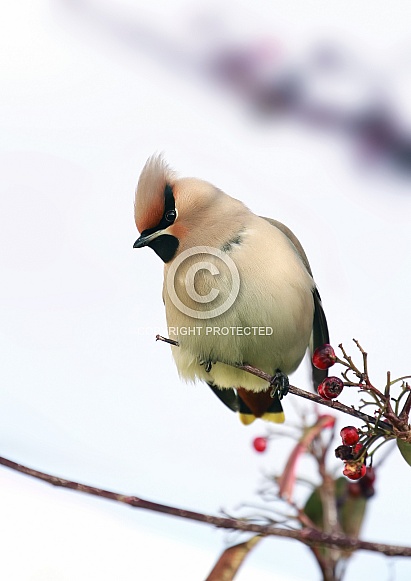 Waxwing Waxwing