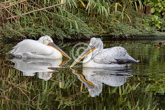 Dalmatian pelican Dalmatian pelican