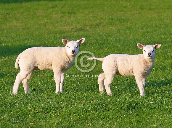 Texel sheep